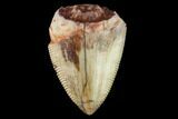 Serrated, Fossil Phytosaur (Redondasaurus) Tooth - New Mexico #133297-1